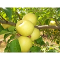 GOLDEN DELİCİOUS  YARI BODUR ELMA FİDANI TÜKENDİ!