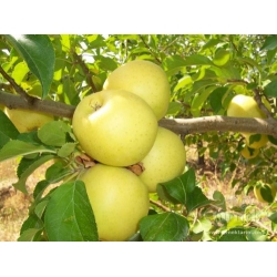 GOLDEN DELİCİOUS  YARI BODUR ELMA FİDANI TÜKENDİ!