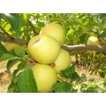 ELMA FİDANI GOLDEN DELİCİOUS TÜKENDİ!